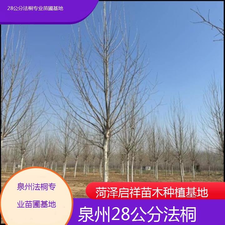 泉州28公分法桐专业苗圃基地-2025价格一览表