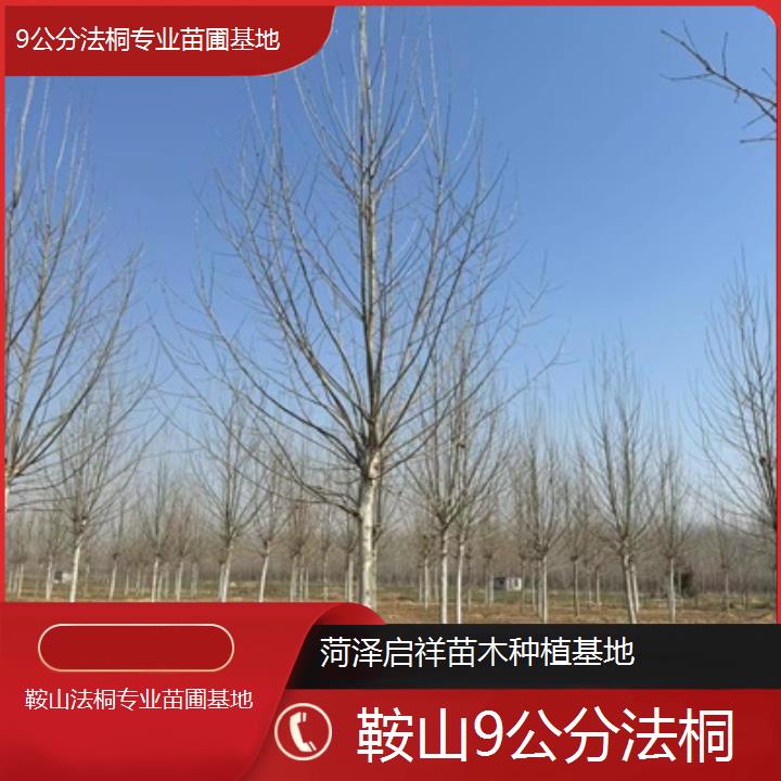 鞍山9公分法桐专业苗圃基地-2025价格一览表