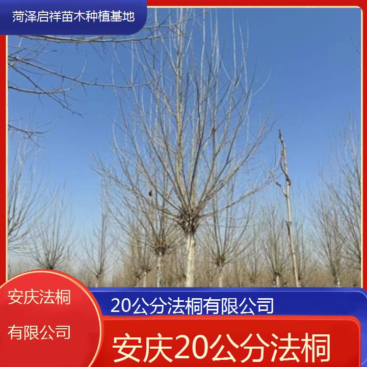 安庆20公分法桐有限公司-2025价格一览表