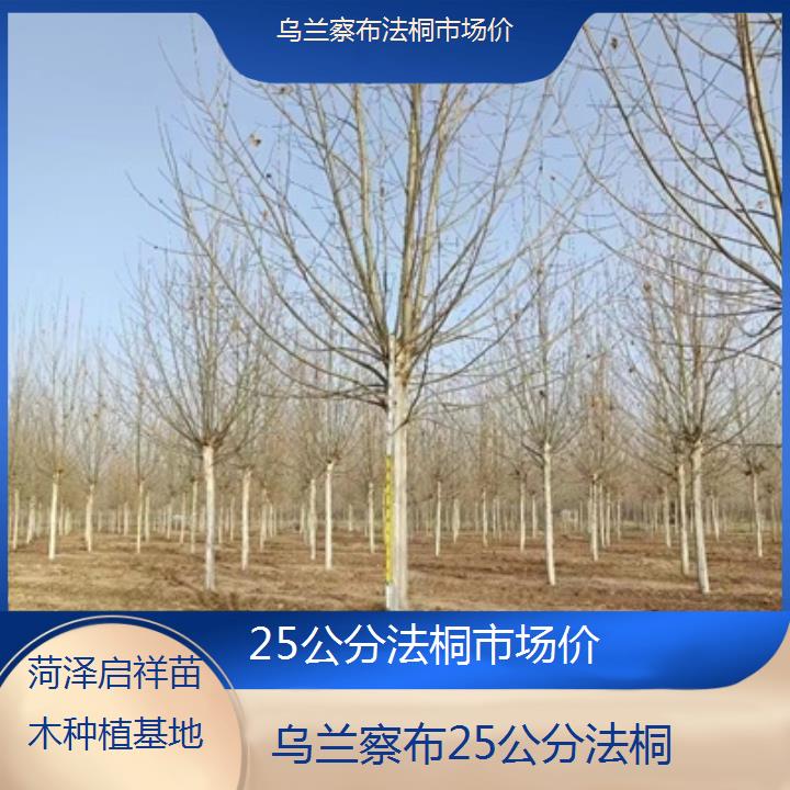 乌兰察布25公分法桐市场价-2025价格一览表