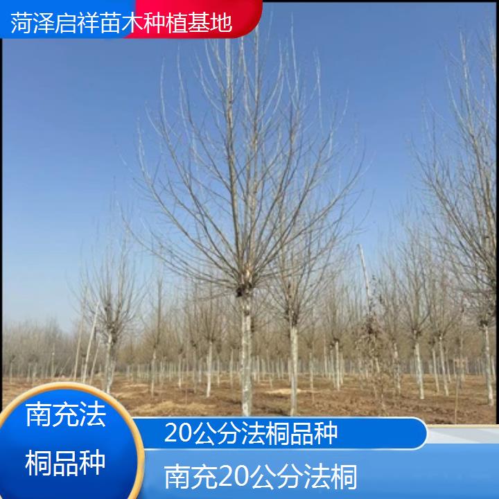 南充20公分法桐品种-2025价格一览表