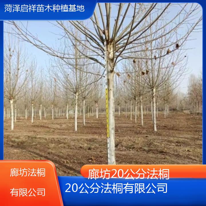 廊坊20公分法桐有限公司-2025价格一览表