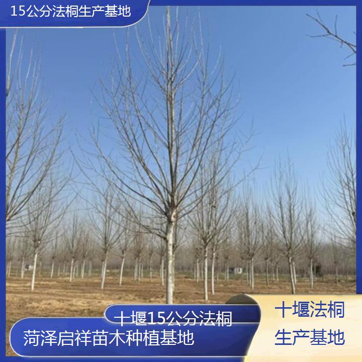 十堰15公分法桐生产基地-2025价格一览表