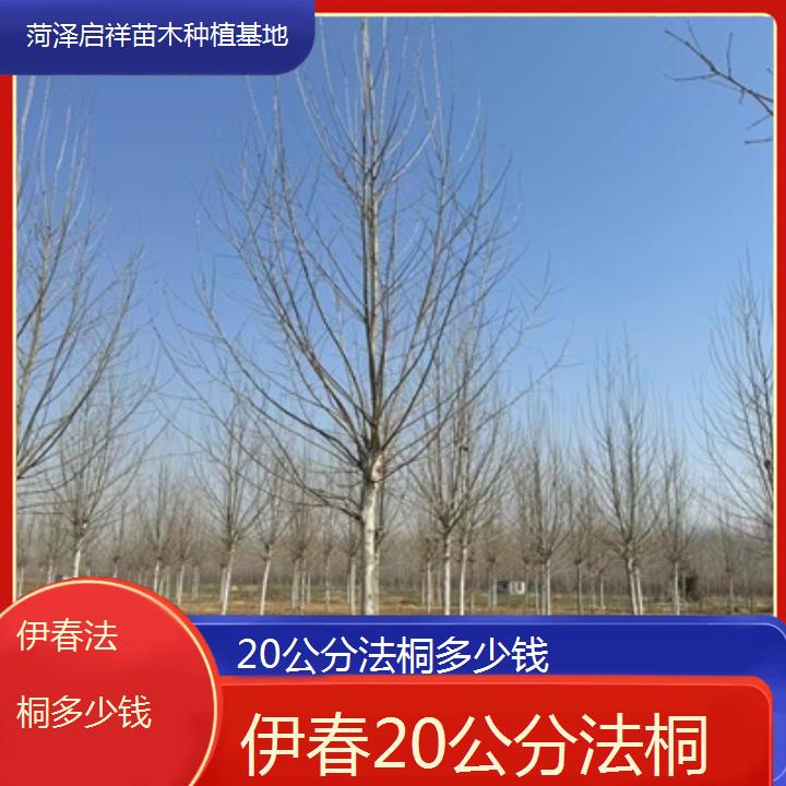 伊春20公分法桐多少钱-2025价格一览表