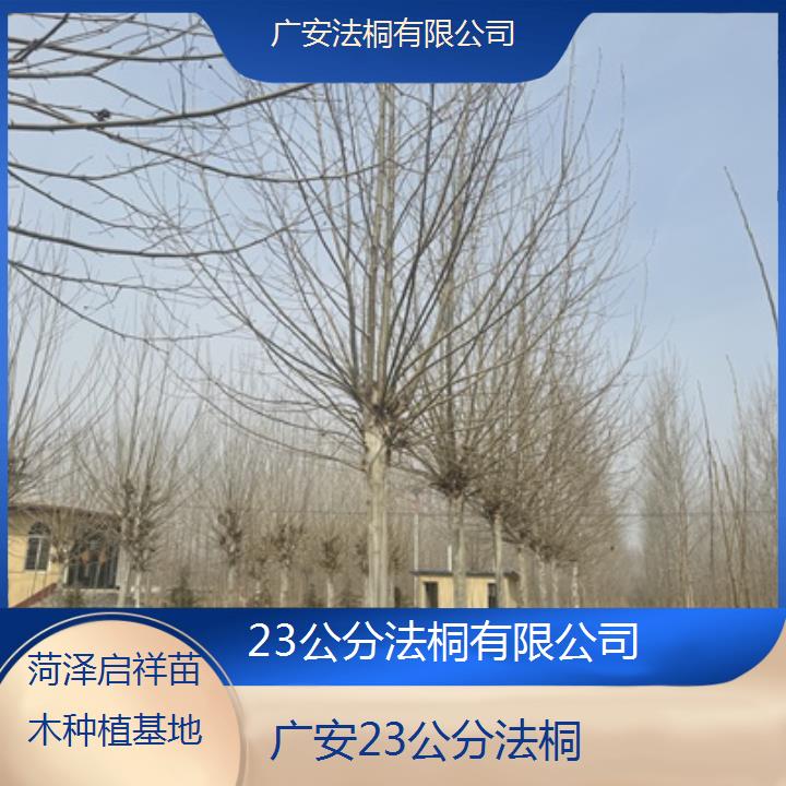 广安23公分法桐有限公司-2025价格一览表