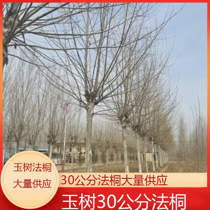 玉树30公分法桐大量供应-2025价格一览表