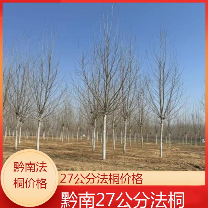 黔南27公分法桐价格-2025价格一览表