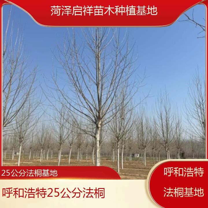 呼和浩特25公分法桐基地-2025价格一览表