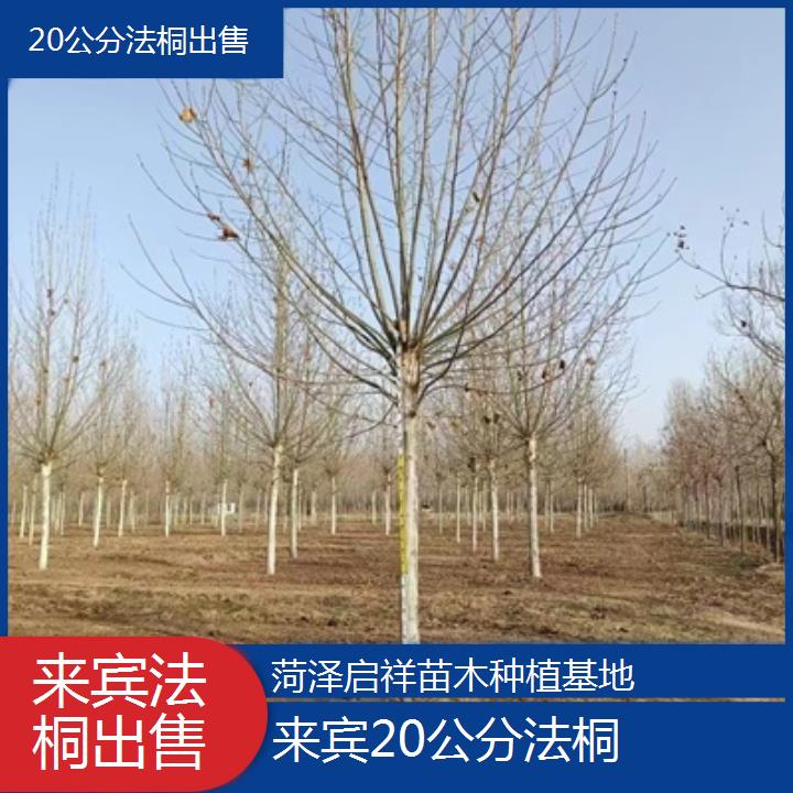 来宾20公分法桐出售-2025价格一览表