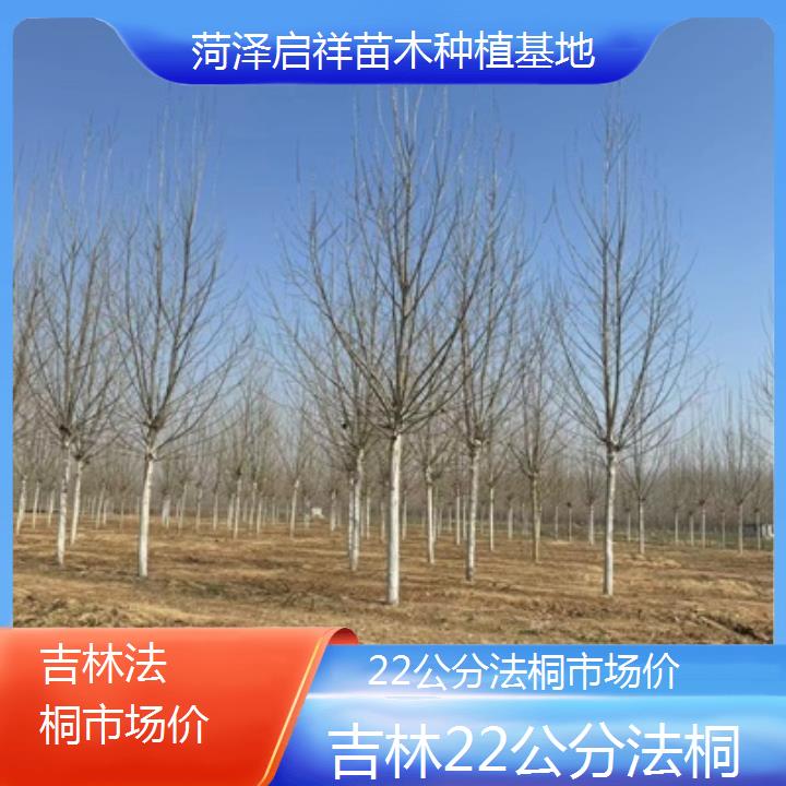 吉林22公分法桐市场价-2025价格一览表