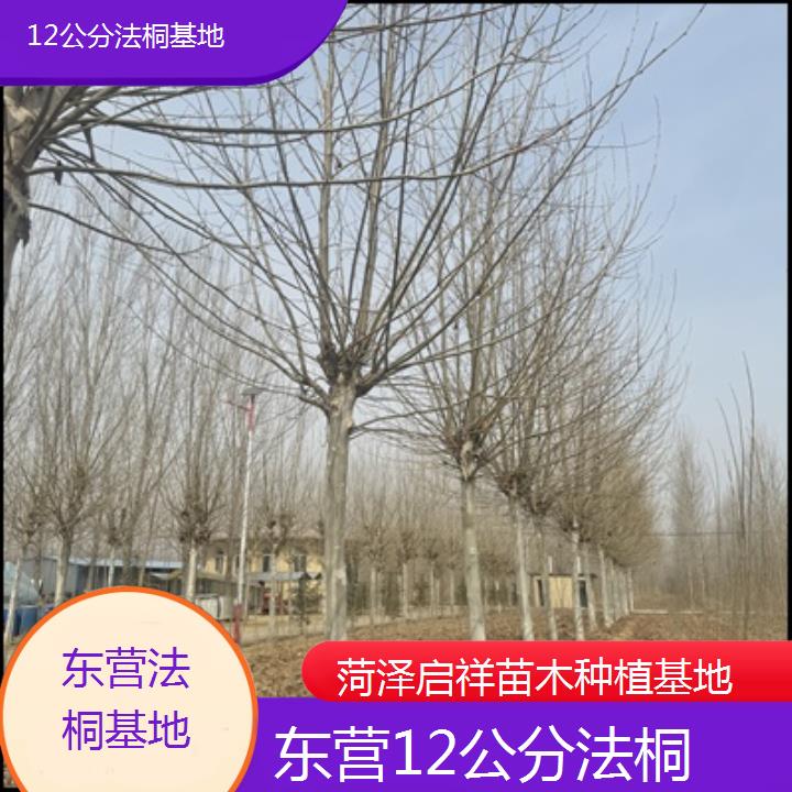 东营12公分法桐基地-2025价格一览表