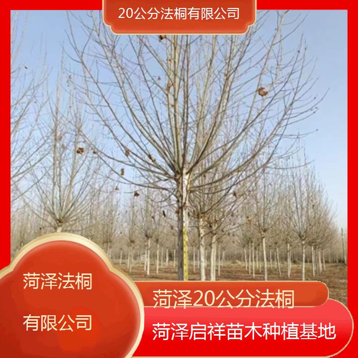 菏泽20公分法桐有限公司-2025价格一览表