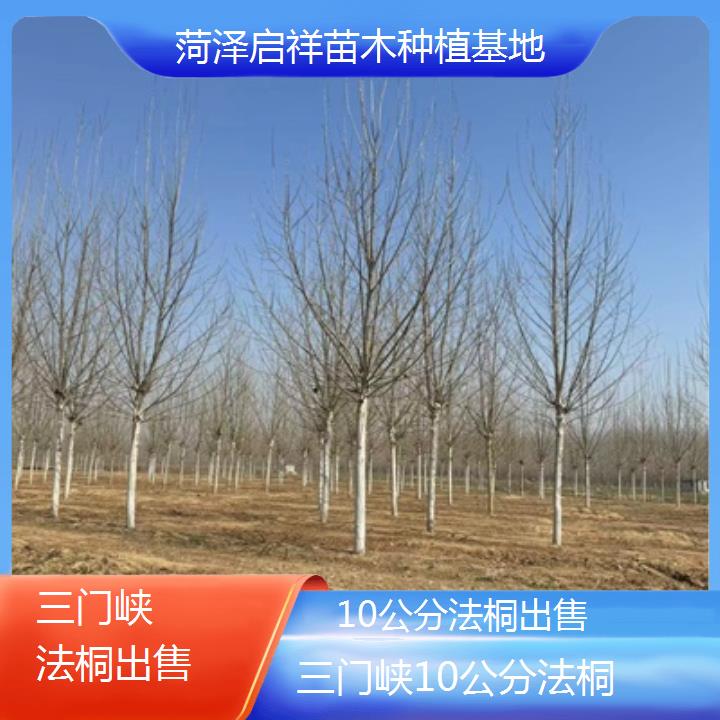 三门峡10公分法桐出售-2025价格一览表