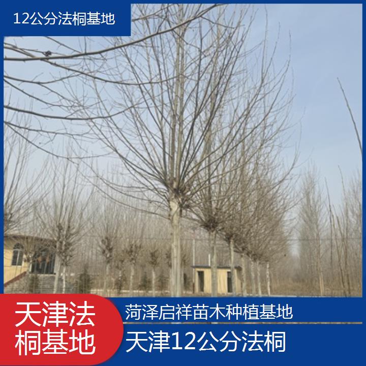 天津12公分法桐基地-2025价格一览表