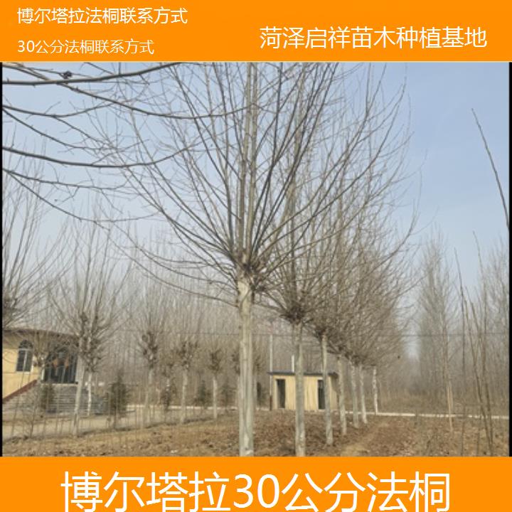 博尔塔拉30公分法桐联系方式-2025价格一览表