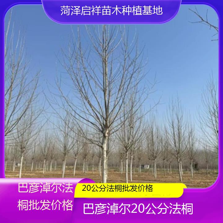 巴彦淖尔20公分法桐批发价格-2025价格一览表