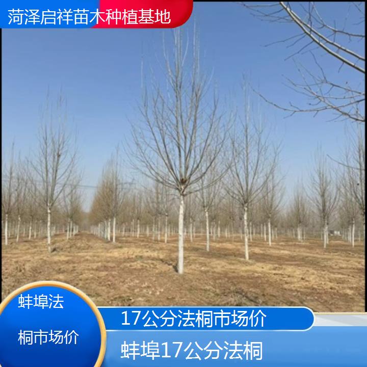 蚌埠17公分法桐市场价-2025价格一览表