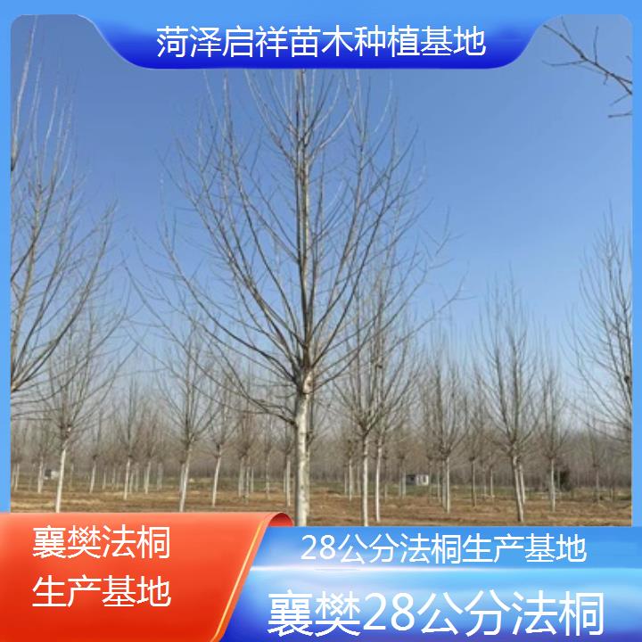 襄樊28公分法桐生产基地-2025价格一览表