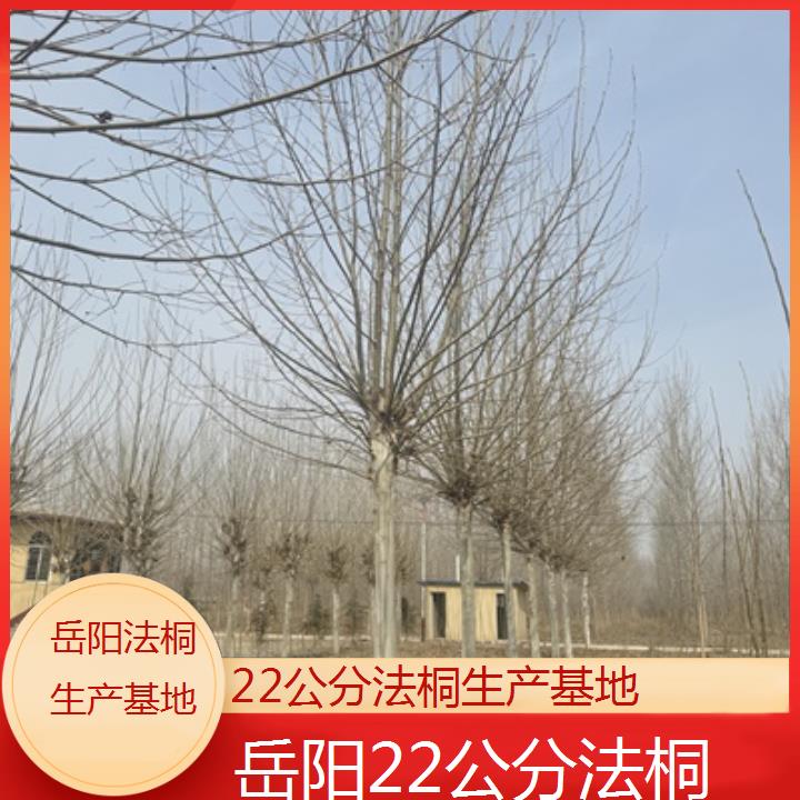 岳阳22公分法桐生产基地-2025价格一览表