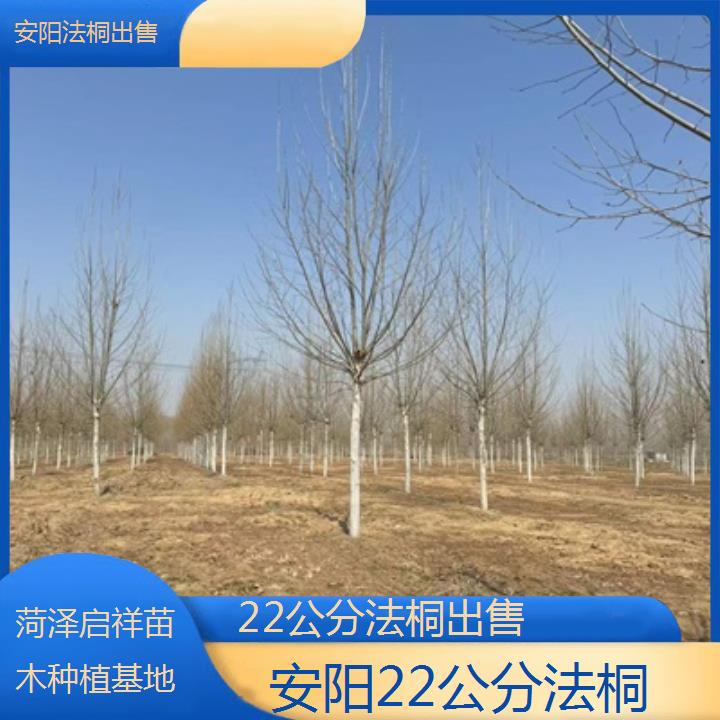 安阳22公分法桐出售-2025价格一览表