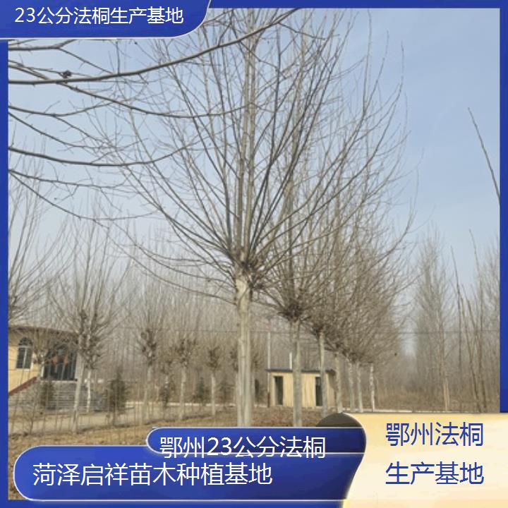 鄂州23公分法桐生产基地-2025价格一览表