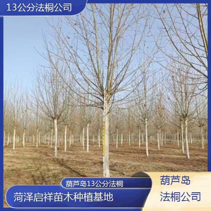 葫芦岛13公分法桐公司-2025价格一览表