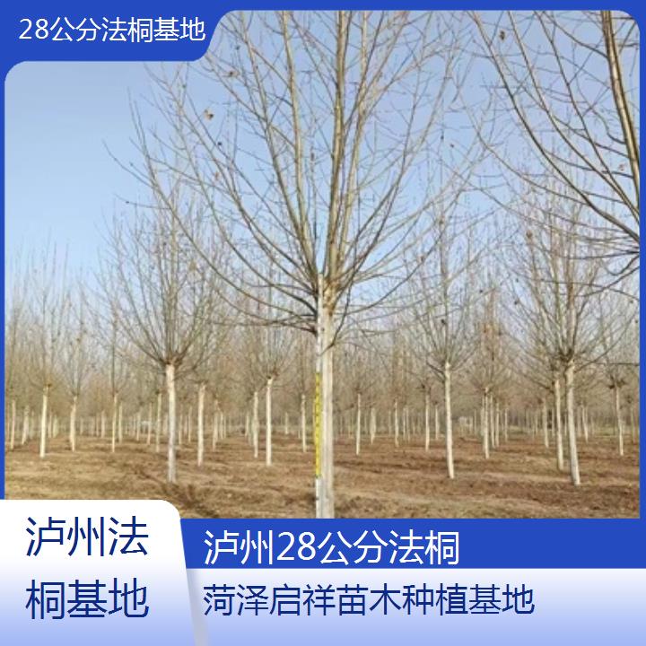 泸州28公分法桐基地-2025价格一览表