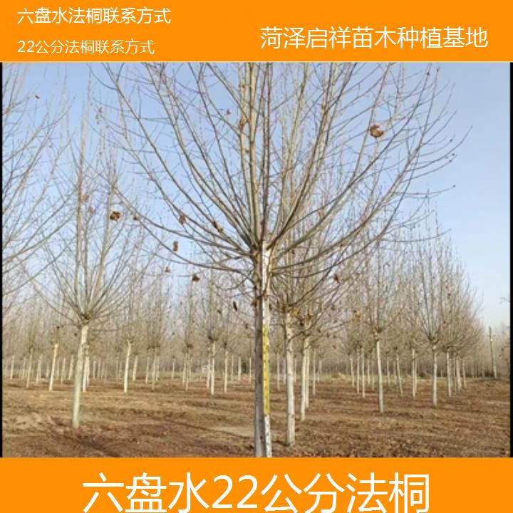 六盘水22公分法桐联系方式-2025价格一览表