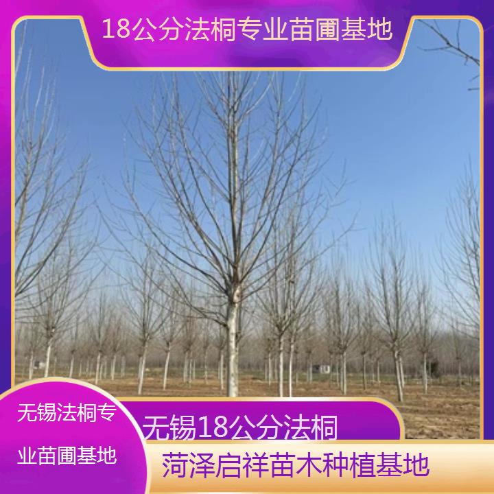 无锡18公分法桐专业苗圃基地-2025价格一览表