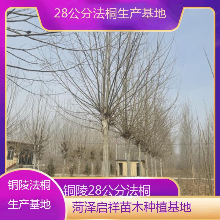 铜陵28公分法桐生产基地-2025价格一览表