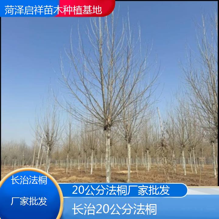 长治20公分法桐厂家批发-2025价格一览表