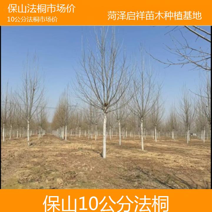 保山10公分法桐市场价-2025价格一览表