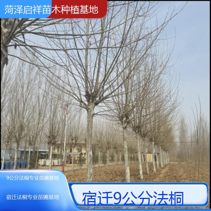 宿迁9公分法桐专业苗圃基地-2025价格一览表