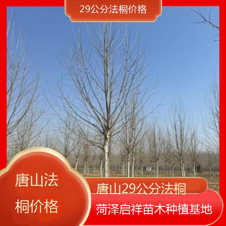 唐山29公分法桐价格-2025价格一览表