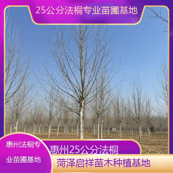 惠州25公分法桐专业苗圃基地-2025价格一览表