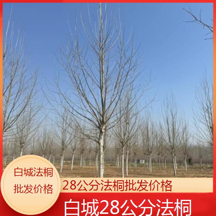 白城28公分法桐批发价格-2025价格一览表