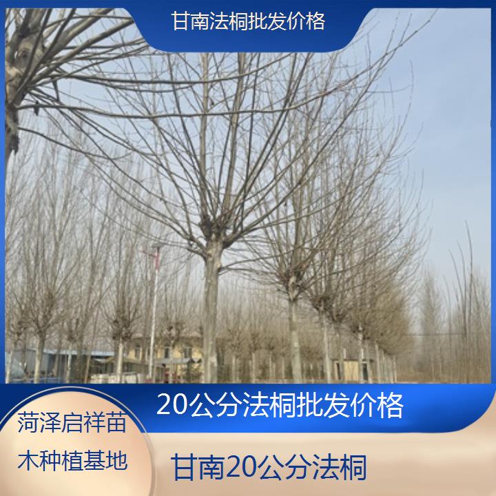 甘南20公分法桐批发价格-2025价格一览表