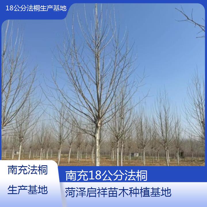 南充18公分法桐生产基地-2025价格一览表