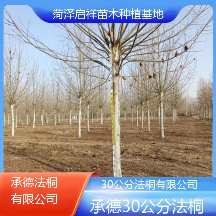 承德30公分法桐有限公司-2025价格一览表