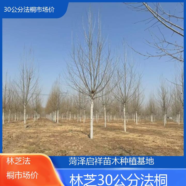 林芝30公分法桐市场价-2025价格一览表