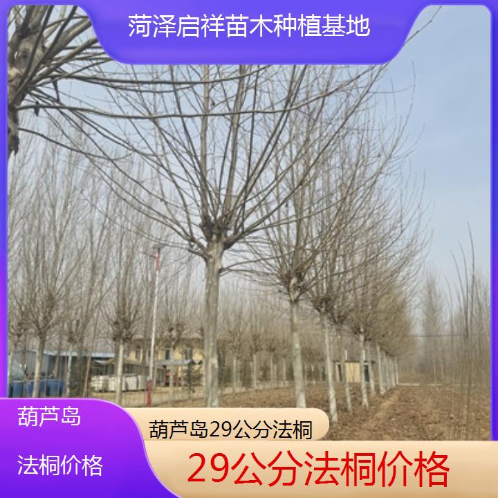 葫芦岛29公分法桐价格-2025价格一览表