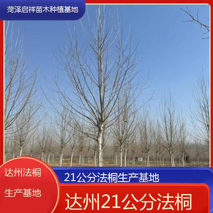 达州21公分法桐生产基地-2025价格一览表