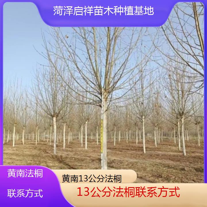 黄南13公分法桐联系方式-2025价格一览表