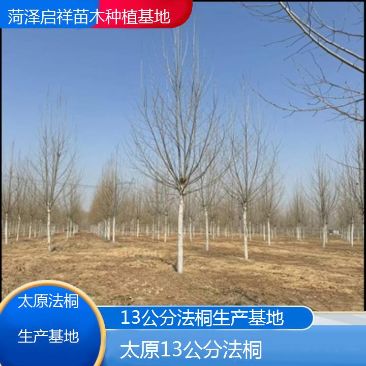 太原13公分法桐生产基地-2025价格一览表