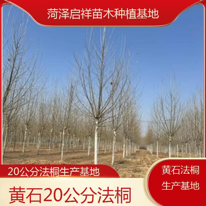 黄石20公分法桐生产基地-2025价格一览表