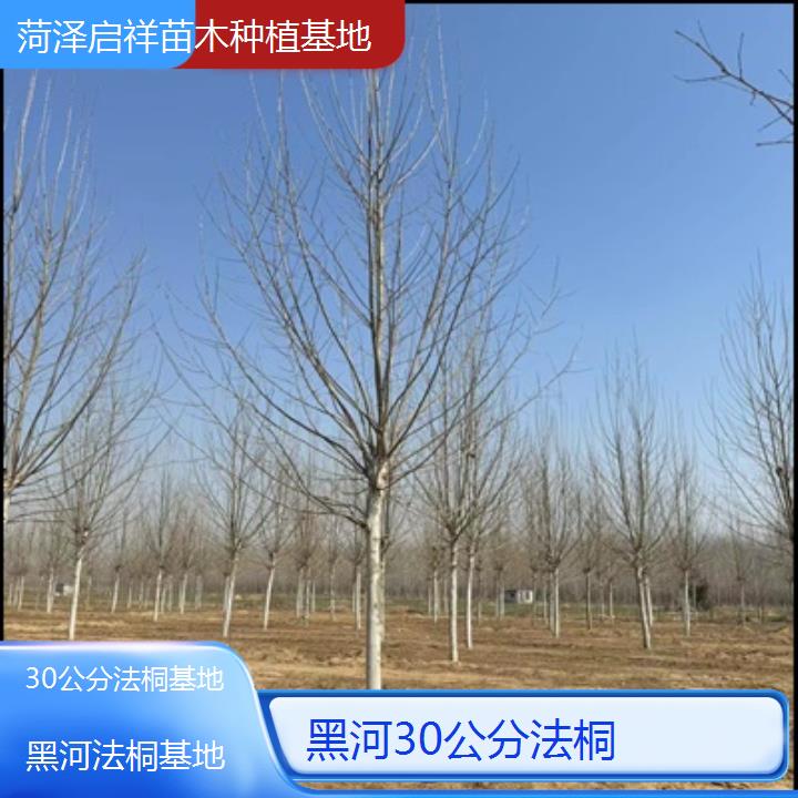 黑河30公分法桐基地-2025价格一览表