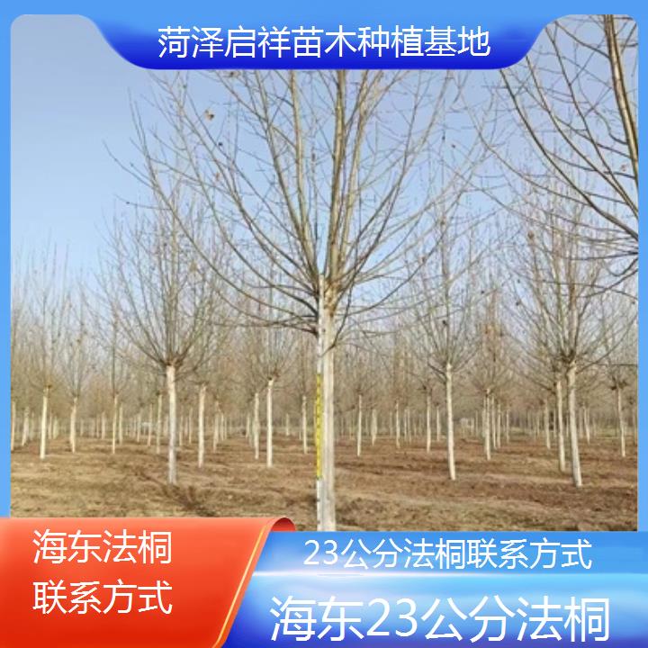 海东23公分法桐联系方式-2025价格一览表