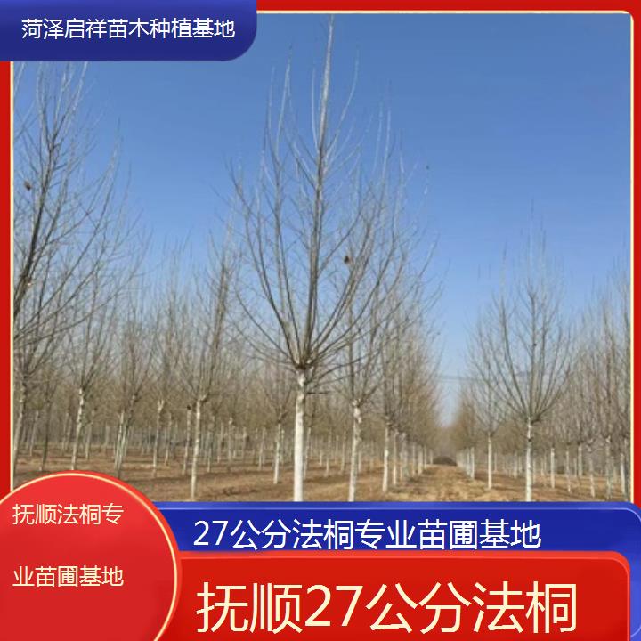 抚顺27公分法桐专业苗圃基地-2025价格一览表