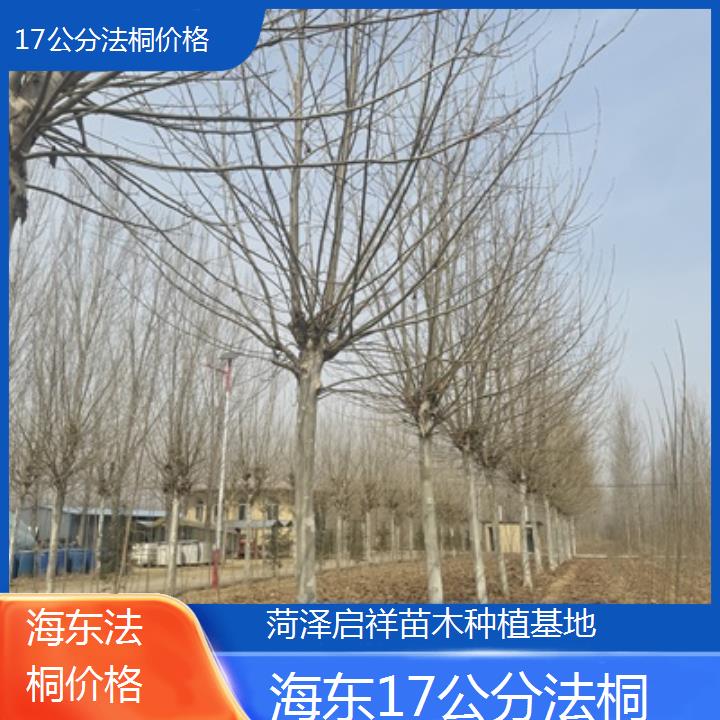 海东17公分法桐价格-2025价格一览表