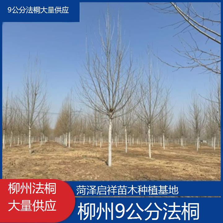 柳州9公分法桐大量供应-2025价格一览表